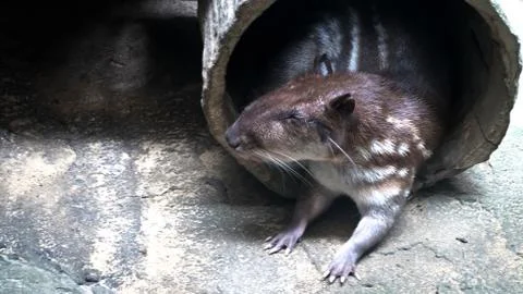 Cuniculus spotted Paca Fotos de archivo