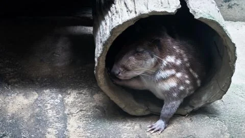 Cuniculus spotted Paca Photos