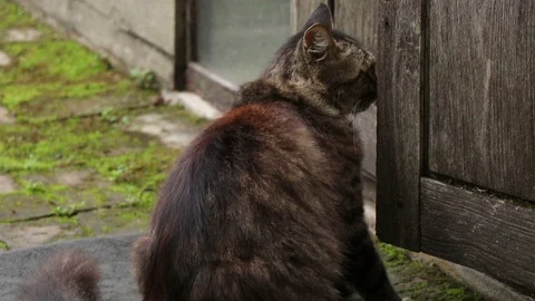 Cunning Cat opening the door. 스톡 동영상 96386230