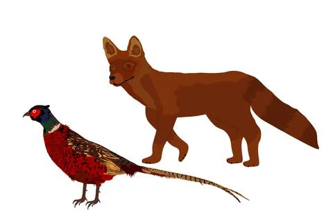Cunning fox lurks a pheasant vector illustration isolated Stock Illustration