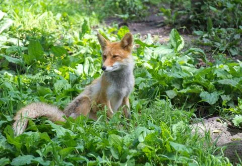 Cunning fox Stock Photos
