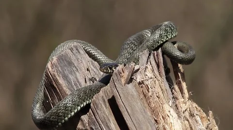 Cunning Grass snake, Natrix natrix Video stock 42590194
