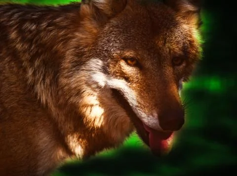 A cunning hardened wolf prepared to attack his prey Stock Photos
