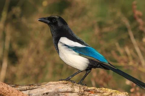 A cunning magpie on a tree trunk Stock Photos