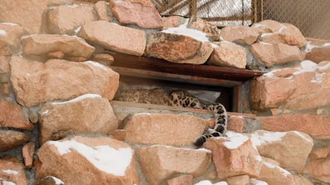 Cunning serpent nestled within icy rocky fissure. Field researcher observes Stock Footage 335545591