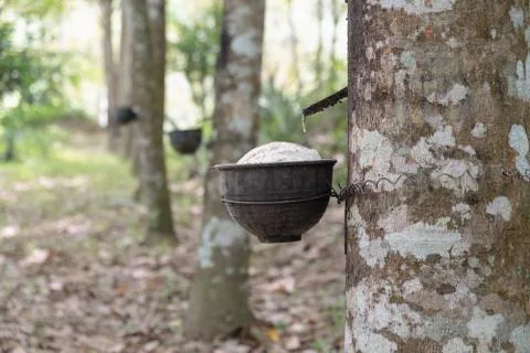 Cup and rubber tree. Stock Photos
