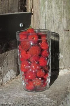 Cup with Blackberries Stock Photos