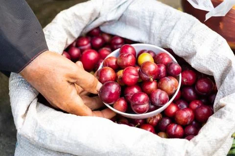 A cup of cherries in sack 写真素材