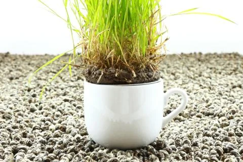 Cup of grass Stock Photos