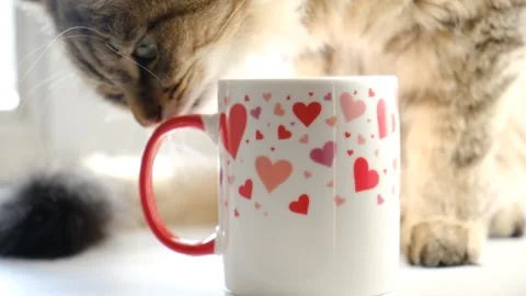 Cup with hearts pattern, cup of coffee, funny pretty cute tabby kitten Stock Footage 325662611