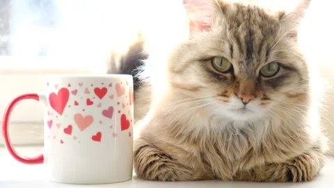 Cup with hearts pattern, cup of coffee, funny pretty cute tabby kitten Stock Footage 325663994