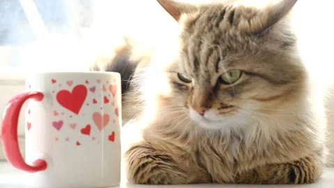 Cup with hearts pattern, cup of coffee, funny pretty cute tabby kitten. Mix.. Stock Footage 325669124