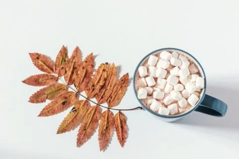 Cup of hot chocolate with marshmallows and autumn rowan leaf Stock Photos