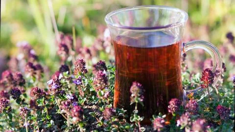 Cup of hot herbal tea in thyme herbs in summer. Turkish tea cup in summer Stock Photos