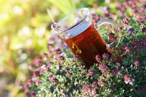 Cup of hot herbal tea in thyme herbs in summer. Turkish tea cup in summer Stock Photos