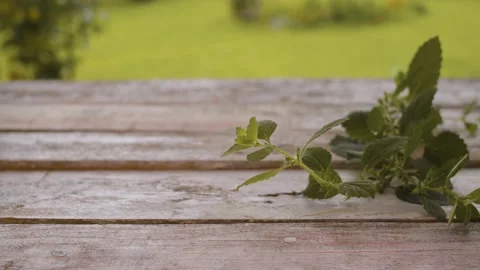 Cup of melissa drink Stock Footage 137786117