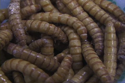 Cup-o-mealworms Stock Footage 510819