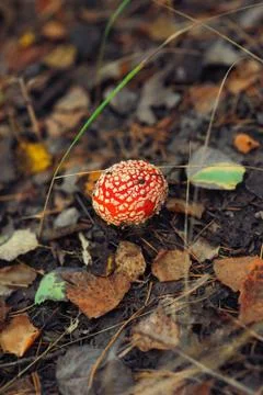 Cup of red toadstool Stock Photos