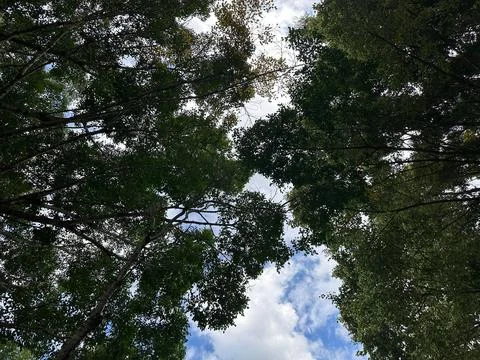 Cup of Trees Under Blue Sky Stock Photos
