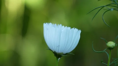 Cupcake white cosmos Stock Footage 246876538