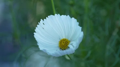 Cupcake white cosmos Stock Footage 246876544