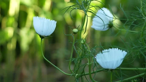 Cupcake white cosmos Stock Footage 246877706