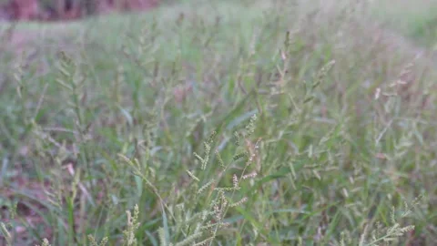 Cupgrass or Barnyard Grass Weed Clump Stock-Footage 328528047