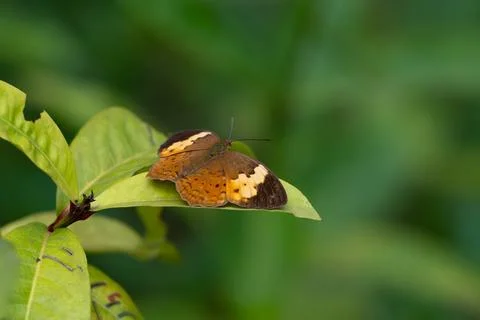 Cupha erymanthis, the rustic butterfly resting on a leaf in the garden Stock Photos