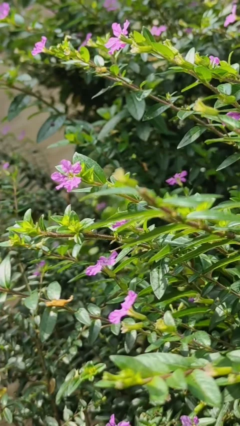 Cuphea hyssopifolia Stock Footage 221928493