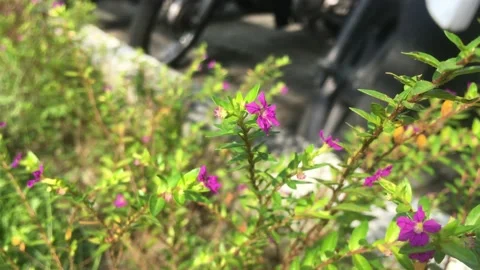 Cuphea hyssopifolia Stock Footage 225259047