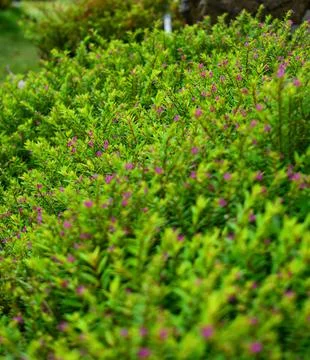 Cuphea ignea flowers are puple Stock Photos