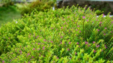 Cuphea ignea flowers are puple Stock Photos