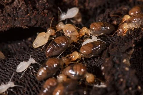 Cupim (Labiotermes) | Termite Stock Photos