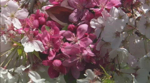 CUPinkAndWhiteCherryBlossoms Stock Footage 446740