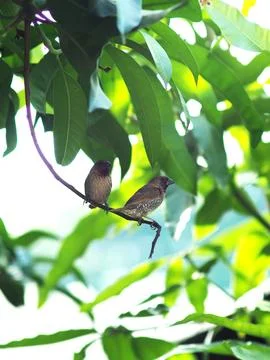 Cuple bird on tree looking for place for make nest  Stock Photos