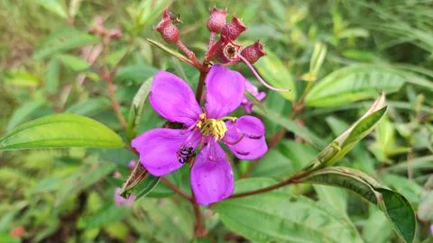Cupped flowers 스톡 사진