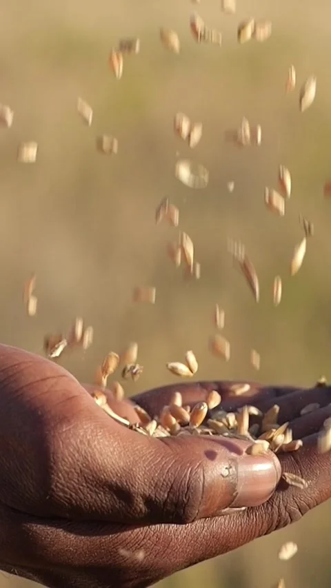 Cupped Hand Catching Falling Grain In Sunlit Field, Closeup Of Textured Palm Vídeo Stock 334611509