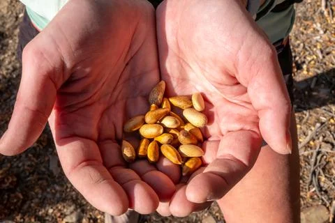Cupped Hands Hold Dried Pine Nuts In Death Valley Stock Photos