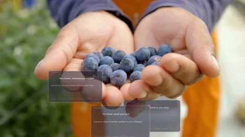 Cupped hands holding blueberries staying as alerts appear and stack over palms Stock Footage 334418706