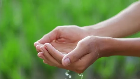 Cupped hands holding fresh water outdoors with natural green background Vídeo Stock 339760468