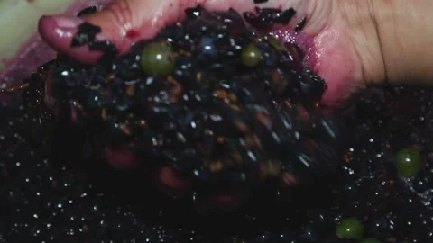 Cupping the grapes with your hands Video stock 95461999