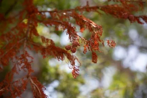 Cupress Tree Stock Photos