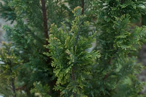 Cupressus sempervirens with branches on a young tree Stock Photos