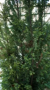 Cupressus sempervirens with branches on a young tree Stock Photos