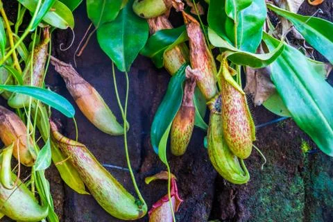 Cups of a pitcher plant with leaves in closeup, nephenthes specie, tropical c Stock Photos