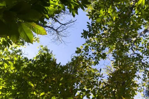 Cups trees with blue sky Stock Photos