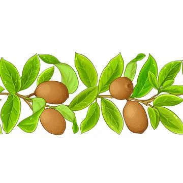 Cupuacu branches vector pattern on white background Stock Illustration