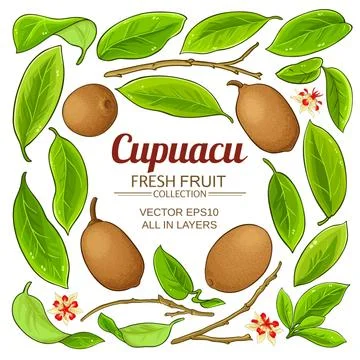 Cupuacu elements set Stock Illustration