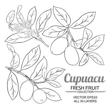 Cupuacu vector set Illustrazione stock