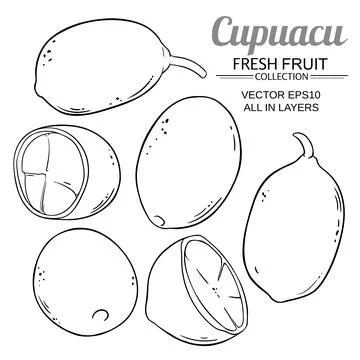 Cupuacu vector set Illustrazione stock